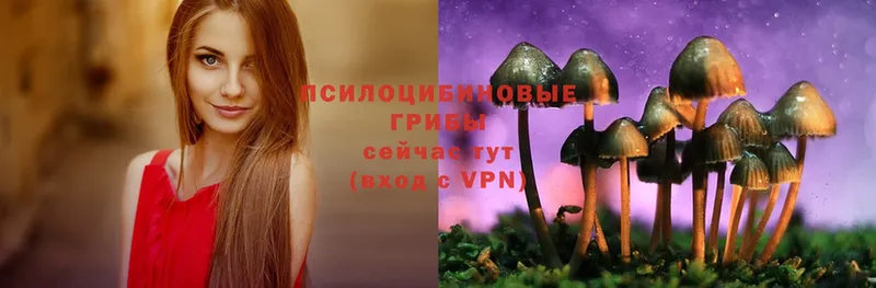 купить  цена  Володарск  Псилоцибиновые грибы Magic Shrooms 